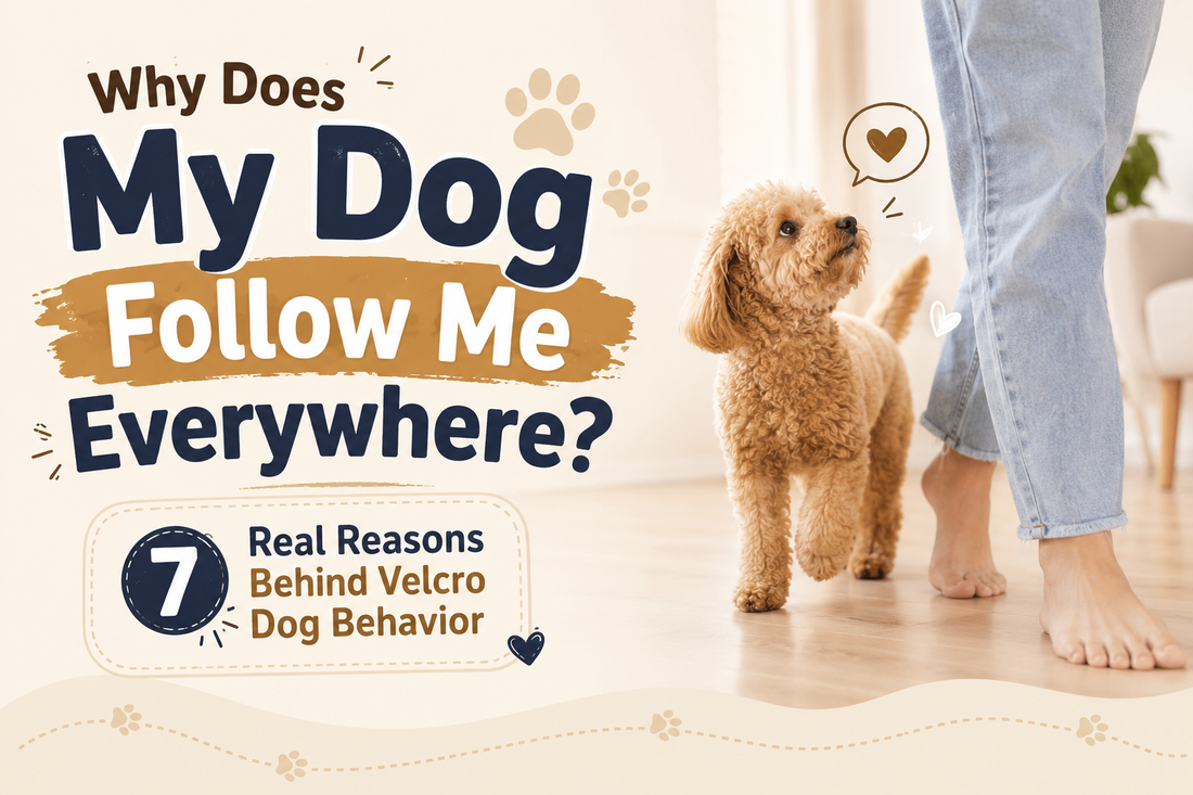 Why Does My Dog Follow Me Everywhere? 7 Real Reasons Behind Velcro Dog Behavior