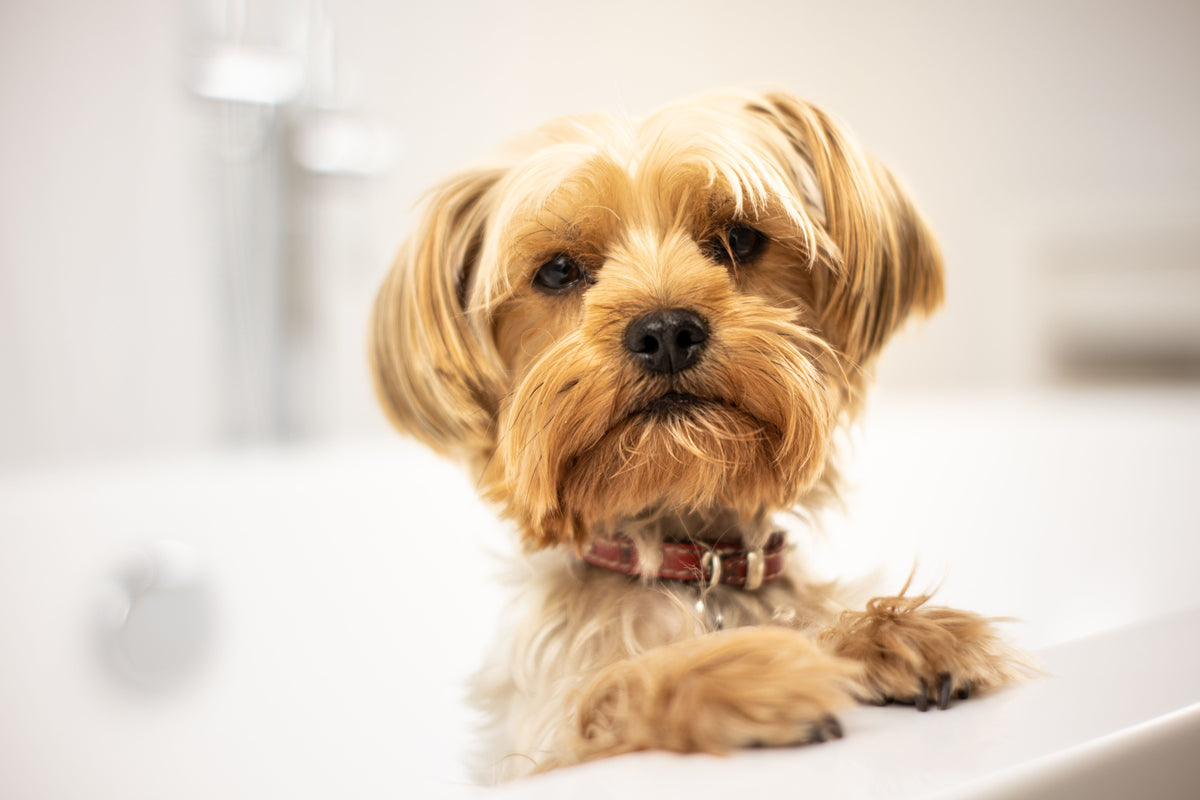 How Often Should You Bathe Your Dog?